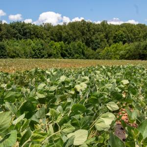 Photo #9 of SOLD property in Off E Elkhorn Rd, Java, VA 34.4 acres