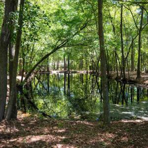 Photo #16 of SOLD property in 681 Griffin Rd, Lillington, NC 10.1 acres
