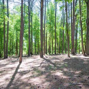 Photo #17 of SOLD property in 681 Griffin Rd, Lillington, NC 10.1 acres