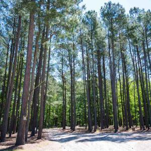 Photo #29 of SOLD property in 681 Griffin Rd, Lillington, NC 10.1 acres