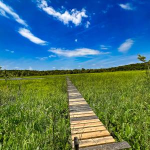 Photo #4 of Off Tidewater Trail, Caret, VA 115.1 acres