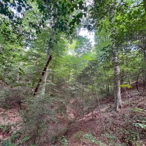 Photo #24 of Off Tidewater Trail, Caret, VA 115.1 acres