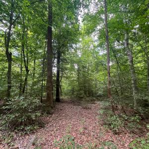Photo #26 of Off Tidewater Trail, Caret, VA 115.1 acres
