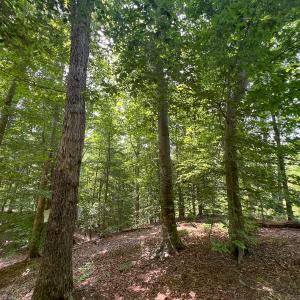Photo #29 of Off Tidewater Trail, Caret, VA 115.1 acres