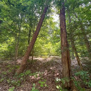 Photo #30 of Off Tidewater Trail, Caret, VA 115.1 acres