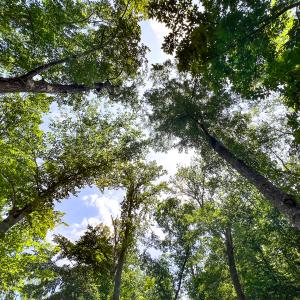 Photo #34 of Off Tidewater Trail, Caret, VA 115.1 acres