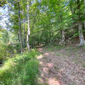 Photo #44 of Off Tidewater Trail, Caret, VA 115.1 acres