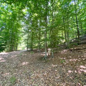 Photo #47 of Off Tidewater Trail, Caret, VA 115.1 acres