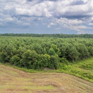 Photo #17 of SOLD property in Off Quinn Farm Lane, Clinton, NC 48.2 acres