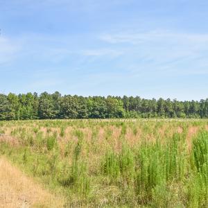Photo #11 of SOLD property in Off Courthouse Rd, Stony Creek, VA 25.4 acres