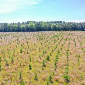 Photo #13 of SOLD property in Off Courthouse Rd, Stony Creek, VA 25.4 acres