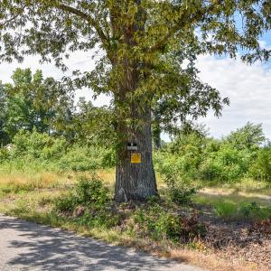 Photo #7 of SOLD property in Off Courthouse Rd, Stony Creek, VA 25.4 acres