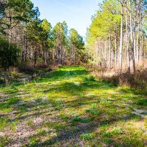 Photo #21 of SOLD property in 2729 McNeill Hobbs Rd, Bunnlevel, NC 64.6 acres