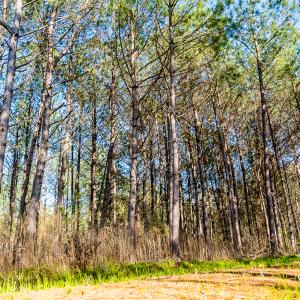 Photo #22 of SOLD property in 2729 McNeill Hobbs Rd, Bunnlevel, NC 64.6 acres