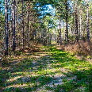 Photo #23 of SOLD property in 2729 McNeill Hobbs Rd, Bunnlevel, NC 64.6 acres