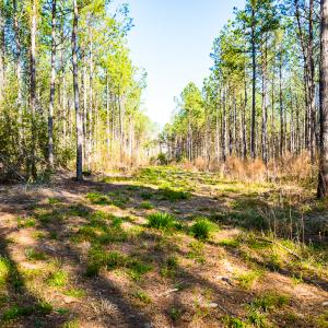 Photo #24 of SOLD property in 2729 McNeill Hobbs Rd, Bunnlevel, NC 64.6 acres