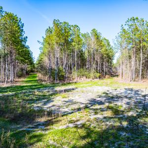Photo #27 of SOLD property in 2729 McNeill Hobbs Rd, Bunnlevel, NC 64.6 acres