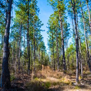 Photo #28 of SOLD property in 2729 McNeill Hobbs Rd, Bunnlevel, NC 64.6 acres