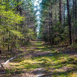 Photo #29 of SOLD property in 2729 McNeill Hobbs Rd, Bunnlevel, NC 64.6 acres