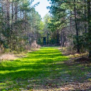 Photo #30 of SOLD property in 2729 McNeill Hobbs Rd, Bunnlevel, NC 64.6 acres