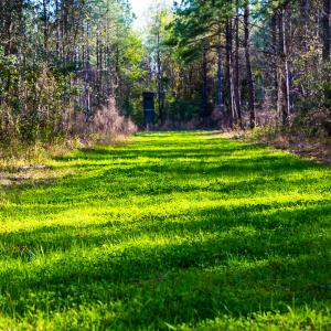 Photo #32 of SOLD property in 2729 McNeill Hobbs Rd, Bunnlevel, NC 64.6 acres