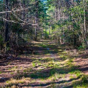 Photo #33 of SOLD property in 2729 McNeill Hobbs Rd, Bunnlevel, NC 64.6 acres