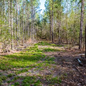 Photo #39 of SOLD property in 2729 McNeill Hobbs Rd, Bunnlevel, NC 64.6 acres