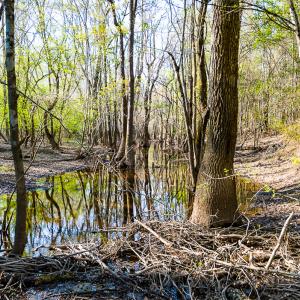 Photo #41 of SOLD property in 2729 McNeill Hobbs Rd, Bunnlevel, NC 64.6 acres