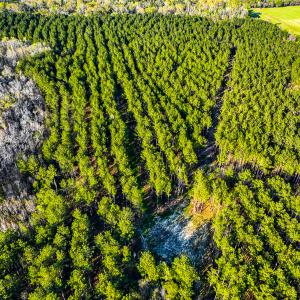 Photo #42 of SOLD property in 2729 McNeill Hobbs Rd, Bunnlevel, NC 64.6 acres