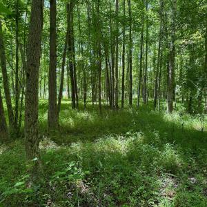 Photo #11 of SOLD property in 2910 Hills Neck Road, Emul, NC 1.9 acres