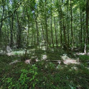 Photo #15 of SOLD property in 2910 Hills Neck Road, Emul, NC 1.9 acres