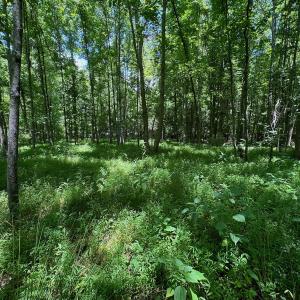 Photo #17 of SOLD property in 2910 Hills Neck Road, Emul, NC 1.9 acres