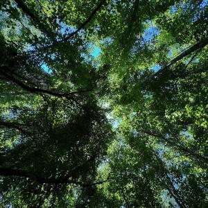 Photo #19 of SOLD property in 2910 Hills Neck Road, Emul, NC 1.9 acres