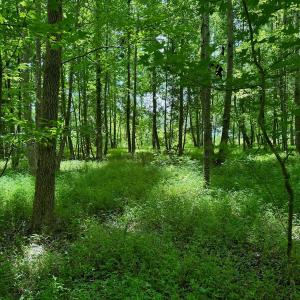 Photo #3 of SOLD property in 2910 Hills Neck Road, Emul, NC 1.9 acres