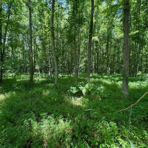 Photo #5 of SOLD property in 2910 Hills Neck Road, Emul, NC 1.9 acres