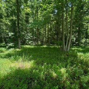 Photo #7 of SOLD property in 2910 Hills Neck Road, Emul, NC 1.9 acres