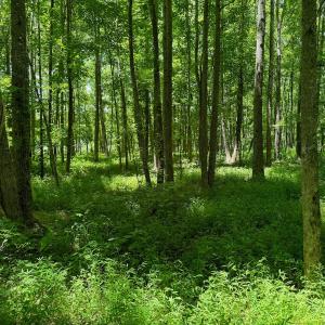 Photo #9 of SOLD property in 2910 Hills Neck Road, Emul, NC 1.9 acres