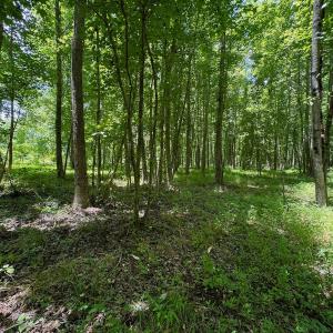 Photo #21 of SOLD property in 2910 Hills Neck Road, Emul, NC 1.9 acres