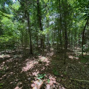 Photo #23 of SOLD property in 2910 Hills Neck Road, Emul, NC 1.9 acres