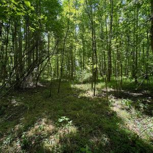 Photo #25 of SOLD property in 2910 Hills Neck Road, Emul, NC 1.9 acres