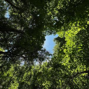 Photo #27 of SOLD property in 2910 Hills Neck Road, Emul, NC 1.9 acres