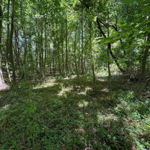 Photo #31 of SOLD property in 2910 Hills Neck Road, Emul, NC 1.9 acres