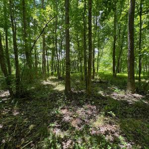 Photo #33 of SOLD property in 2910 Hills Neck Road, Emul, NC 1.9 acres