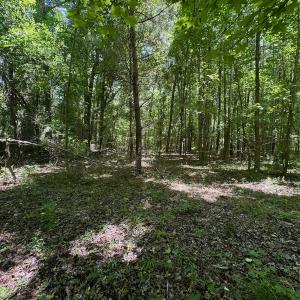 Photo #35 of SOLD property in 2910 Hills Neck Road, Emul, NC 1.9 acres