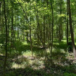 Photo #37 of SOLD property in 2910 Hills Neck Road, Emul, NC 1.9 acres
