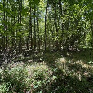 Photo #39 of SOLD property in 2910 Hills Neck Road, Emul, NC 1.9 acres