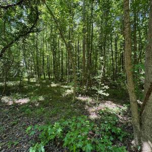 Photo #41 of SOLD property in 2910 Hills Neck Road, Emul, NC 1.9 acres