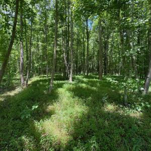 Photo #43 of SOLD property in 2910 Hills Neck Road, Emul, NC 1.9 acres
