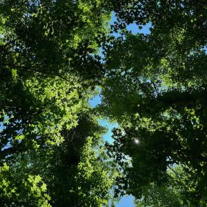Photo #45 of SOLD property in 2910 Hills Neck Road, Emul, NC 1.9 acres