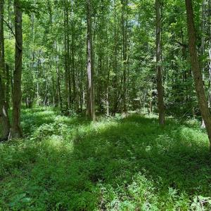 Photo #47 of SOLD property in 2910 Hills Neck Road, Emul, NC 1.9 acres